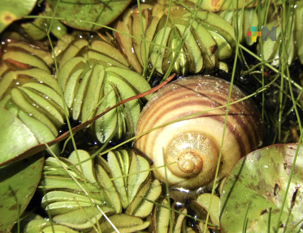 Impulsados por Sedarpa, acuicultores producen 5.5 toneladas de tegogolo al año